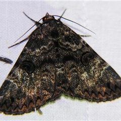 Donuca spectabilis (White-Spotted Owl Moth) at Longreach, QLD - 31 Oct 2009 by PJH123