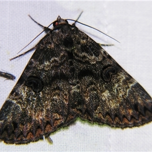 Donuca spectabilis at Longreach, QLD - 31 Oct 2009 by PJH123