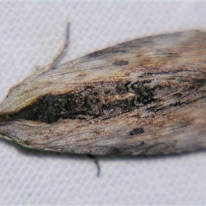 Unverified Noctuoid moth (except Arctiinae) at Longreach, QLD - 31 Oct 2009 by PJH123