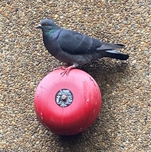 Ocyphaps lophotes at Sydney, NSW - Yesterday by SteveBorkowskis