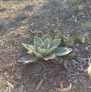 Verbascum thapsus subsp. thapsus (Great Mullein, Aaron's Rod) at Watson, ACT - Yesterday by waltraud