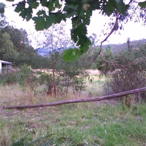 Wallabia bicolor at Noorinbee, VIC - suppressed