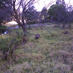 Vombatus ursinus (Common wombat, Bare-nosed Wombat) at Noorinbee, VIC - 12 Jul 2009 by JasonPStewartNMsnc2016