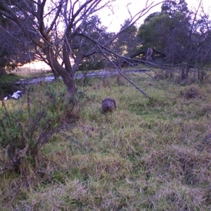 Vombatus ursinus (Common wombat, Bare-nosed Wombat) by JasonPStewartNMsnc2016