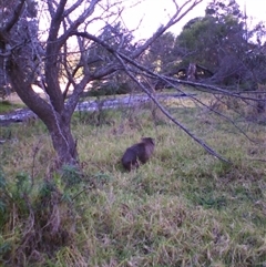 Vombatus ursinus at Noorinbee, VIC - suppressed