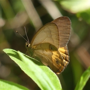 Hypocysta metirius at Thirlmere, NSW - 14 May 2025 by Curiosity