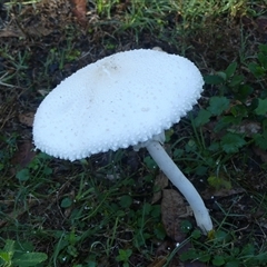 Macrolepiota dolichaula (Macrolepiota dolichaula) at Thirlmere, NSW - 14 May 2025 by Curiosity