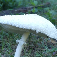 Macrolepiota dolichaula at Thirlmere, NSW - 14 May 2025 09:00 AM