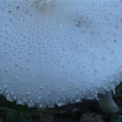 Macrolepiota dolichaula at Thirlmere, NSW - 14 May 2025 09:00 AM