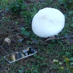 Macrolepiota dolichaula at Thirlmere, NSW - 14 May 2025 09:00 AM
