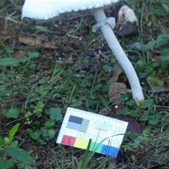 Macrolepiota dolichaula at Thirlmere, NSW - 14 May 2025 09:00 AM