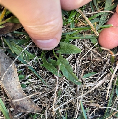 Convolvulus angustissimus subsp. angustissimus (Australian Bindweed) at Mount Clear, ACT - 12 May 2025 by JamesVandersteen
