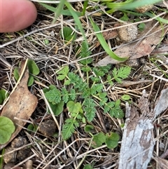 Erodium cicutarium (Common Storksbill, Common Crowfoot) at Mount Clear, ACT - 12 May 2025 by JamesVandersteen