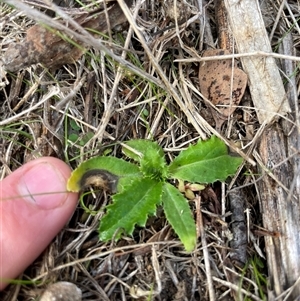 Unverified Plant at Mount Clear, ACT - 12 May 2025 by JamesVandersteen