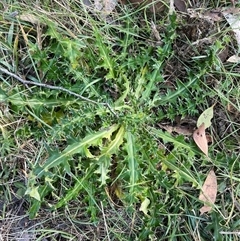 Carduus nutans (Nodding Thistle) at Mount Clear, ACT - 12 May 2025 by JamesVandersteen