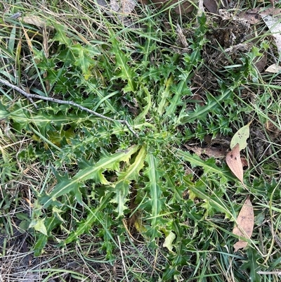 Carduus nutans (Nodding Thistle) at Mount Clear, ACT - 12 May 2025 by JamesVandersteen