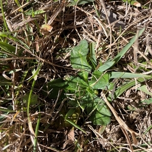 Solenogyne gunnii at Mount Clear, ACT - 12 May 2025 by JamesVandersteen