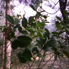 Backhousia myrtifolia at Barrengarry, NSW - suppressed