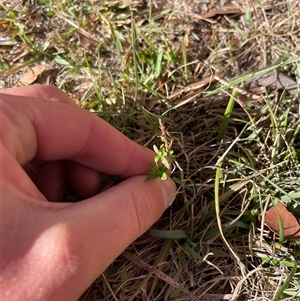 Epilobium billardiereanum subsp. cinereum at Mount Clear, ACT - 12 May 2025 by JamesVandersteen