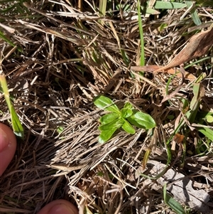Unverified Plant at Mount Clear, ACT - 12 May 2025 by JamesVandersteen