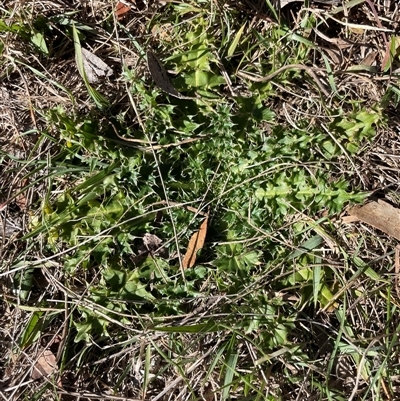 Carduus nutans (Nodding Thistle) at Mount Clear, ACT - 12 May 2025 by JamesVandersteen