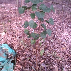 Brachychiton populneus subsp. populneus at Barrengarry, NSW - suppressed