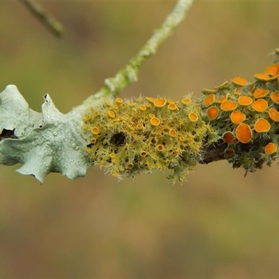 Teloschistes sieberianus at Bargo, NSW - 8 Aug 2021 by Snows
