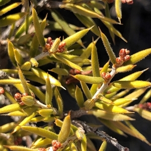 Lissanthe strigosa subsp. subulata (Peach Heath) at Crowther, NSW - Today by Frecko