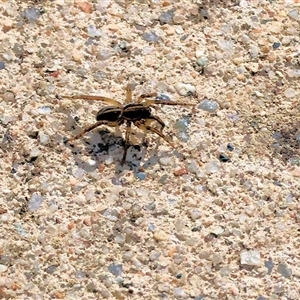 Lycosidae (family) (Wolf spider) at Wodonga, VIC - Yesterday by KylieWaldon