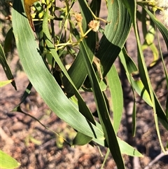 Acacia implexa (Hickory Wattle, Lightwood) at Crowther, NSW - 18 May 2025 by Frecko