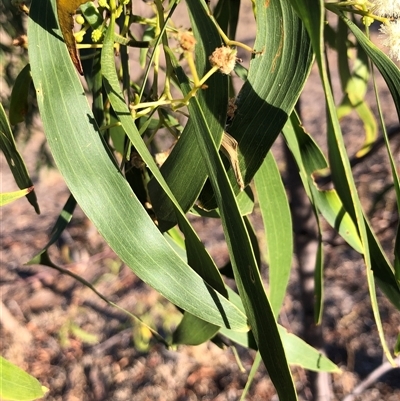 Acacia implexa (Hickory Wattle, Lightwood) at Crowther, NSW - 18 May 2025 by Frecko