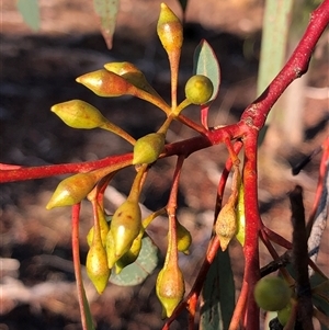 Eucalyptus blakelyi at Crowther, NSW - Today by Frecko