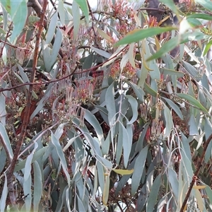Amyema miquelii at Wodonga, VIC - Yesterday by KylieWaldon