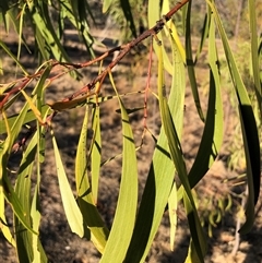 Acacia implexa (Hickory Wattle, Lightwood) at Crowther, NSW - 18 May 2025 by Frecko