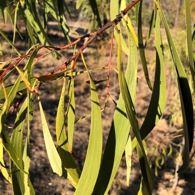 Acacia implexa (Hickory Wattle, Lightwood) at Crowther, NSW - 18 May 2025 by Frecko