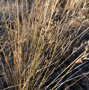 Juncus sp. at Crowther, NSW - Today by Frecko