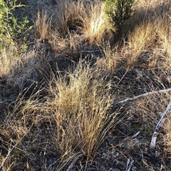 Juncus subsecundus at Crowther, NSW - 18 May 2025 08:40 AM