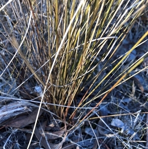 Juncus subsecundus at Crowther, NSW - 18 May 2025 08:40 AM