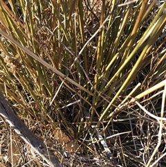 Juncus sp. (A Rush) at Crowther, NSW - Yesterday by Frecko