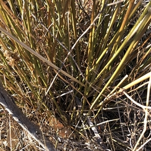 Lepidosperma laterale at Crowther, NSW - Today by Frecko