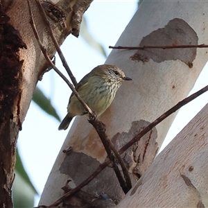 Acanthiza lineata by KylieWaldon