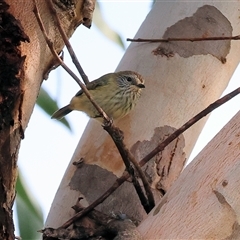 Acanthiza lineata at Wodonga, VIC - 17 May 2025 12:33 PM