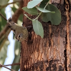 Acanthiza lineata at Wodonga, VIC - 17 May 2025 12:33 PM
