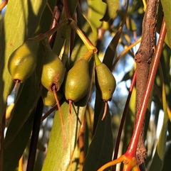 Amyema miquelii (Box Mistletoe) at Crowther, NSW - 17 May 2025 by Frecko
