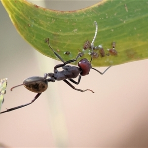 Iridomyrmex purpureus at Wodonga, VIC - Yesterday by KylieWaldon