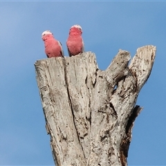 Eolophus roseicapilla (Galah) at Wodonga, VIC - 17 May 2025 by KylieWaldon