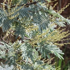 Acacia dealbata subsp. dealbata (Silver Wattle) at Wodonga, VIC - 17 May 2025 by KylieWaldon