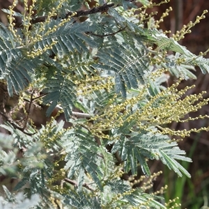 Acacia dealbata at Wodonga, VIC - Yesterday by KylieWaldon