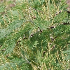 Acacia dealbata subsp. dealbata at Wodonga, VIC - 17 May 2025 12:35 PM