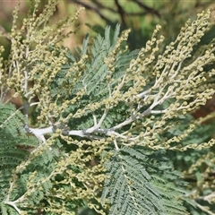 Acacia dealbata subsp. dealbata at Wodonga, VIC - 17 May 2025 12:35 PM